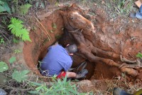 Bombeiros resgatam cavalo que caiu em fossa 